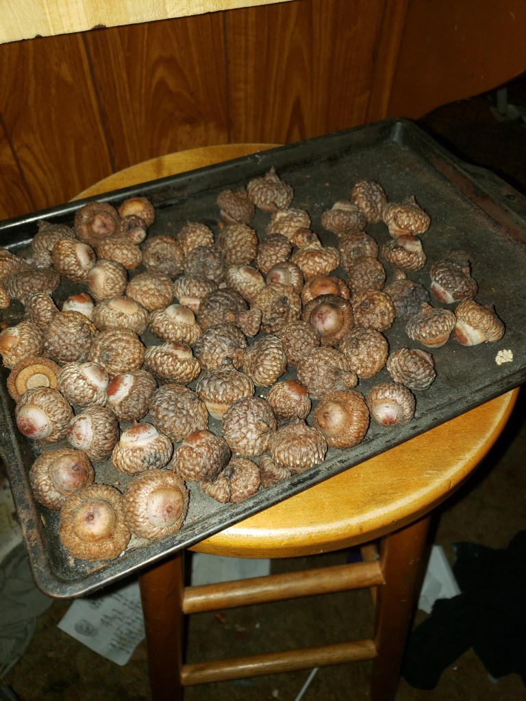 Acorns on a pan. Why?